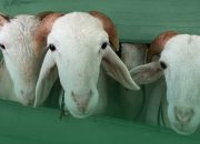 Age Matters: Kenapa Kambing Harus “Poel”? Bedah Tuntas Syarat Minimal Usia