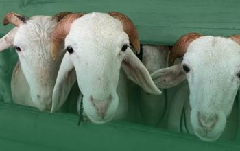 Age Matters: Kenapa Kambing Harus “Poel”? Bedah Tuntas Syarat Minimal Usia