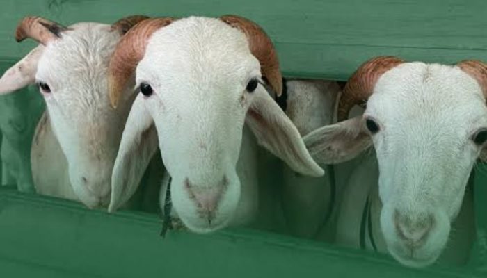 Age Matters: Kenapa Kambing Harus “Poel”? Bedah Tuntas Syarat Minimal Usia