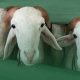 Age Matters: Kenapa Kambing Harus “Poel”? Bedah Tuntas Syarat Minimal Usia