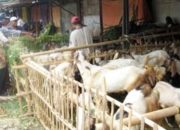 The Hidden Defects: Cacat Hewan yang Bikin Qurban Kamu Jadi “Daging Biasa”