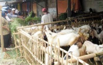 The Hidden Defects: Cacat Hewan yang Bikin Qurban Kamu Jadi “Daging Biasa”