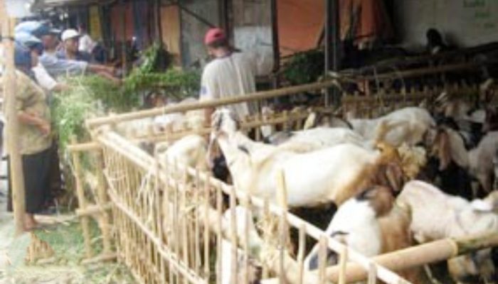 The Hidden Defects: Cacat Hewan yang Bikin Qurban Kamu Jadi “Daging Biasa”
