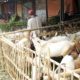 The Hidden Defects: Cacat Hewan yang Bikin Qurban Kamu Jadi “Daging Biasa”