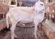 The Hidden Defects: Cacat Hewan yang Bikin Qurban Kamu Jadi “Daging Biasa