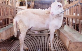 The Hidden Defects: Cacat Hewan yang Bikin Qurban Kamu Jadi “Daging Biasa