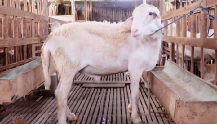 The Hidden Defects: Cacat Hewan yang Bikin Qurban Kamu Jadi “Daging Biasa