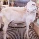 The Hidden Defects: Cacat Hewan yang Bikin Qurban Kamu Jadi “Daging Biasa