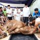 Ethical Slaughtering: Seni Menghargai Nyawa di Ujung Pisau