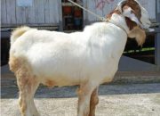 Myth vs Fact: Menjawab Mitos-Mitos Seputar Qurban di Masyarakat