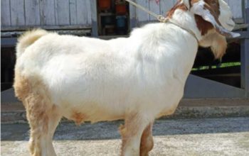 Myth vs Fact: Menjawab Mitos-Mitos Seputar Qurban di Masyarakat