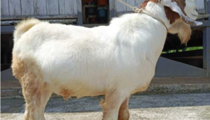 Myth vs Fact: Menjawab Mitos-Mitos Seputar Qurban di Masyarakat